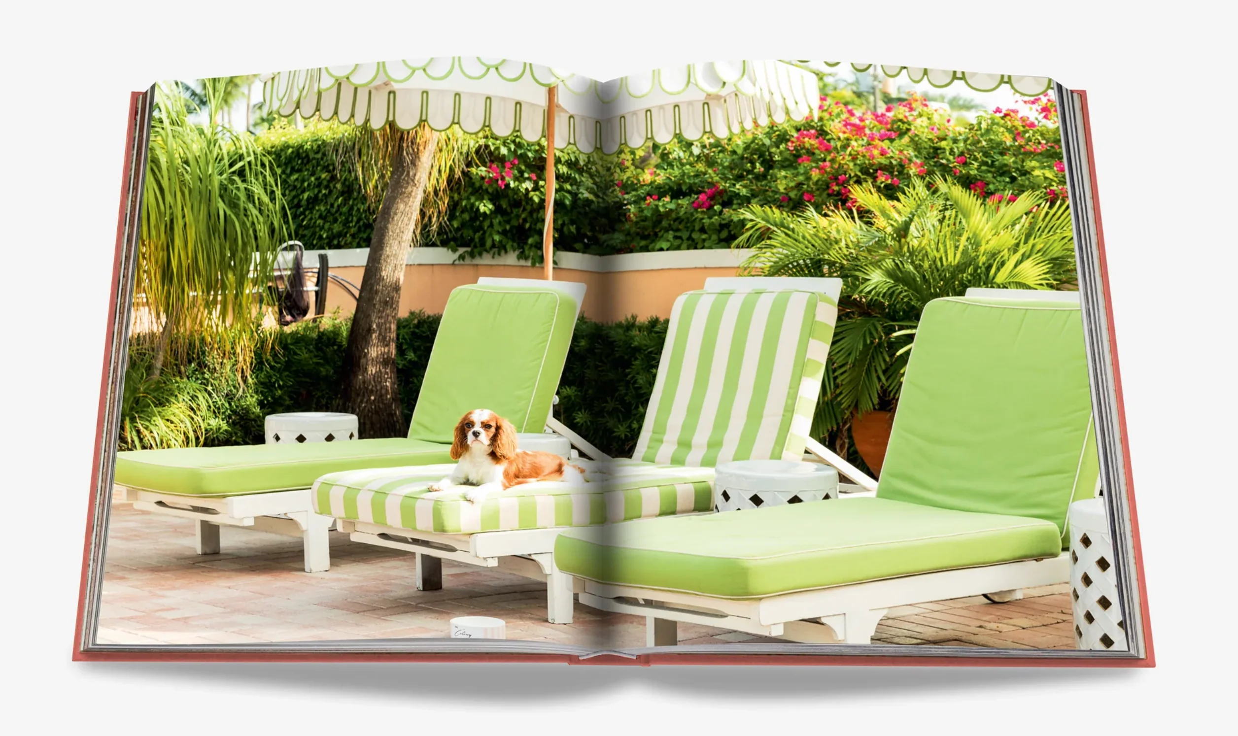 Palm Beach - Image 3